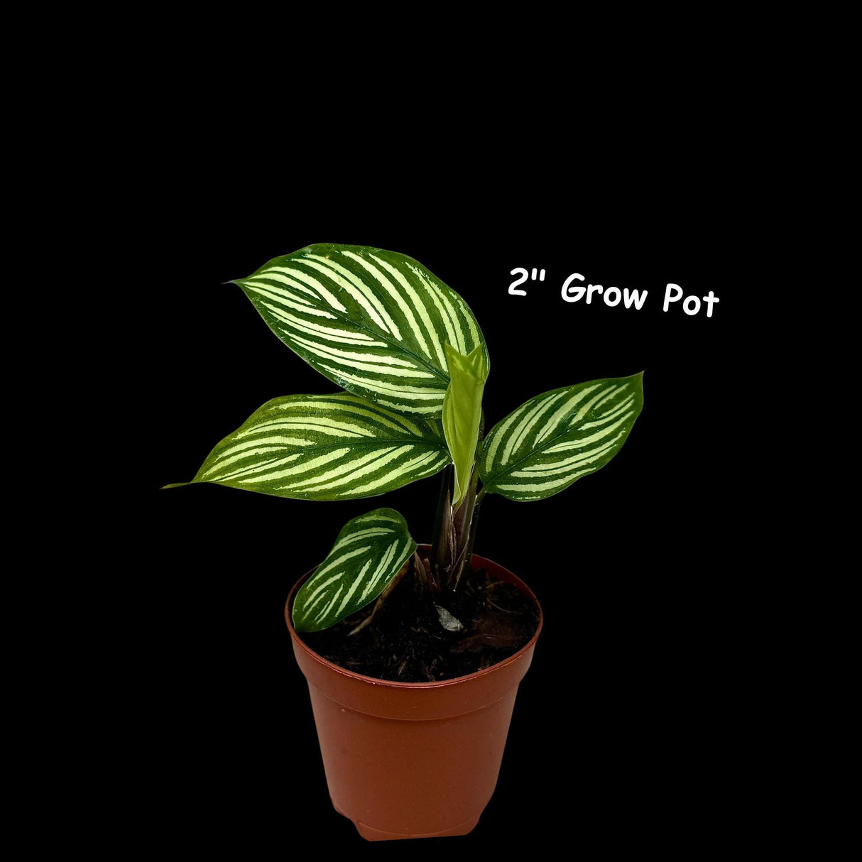 Calathea Vittata Live Plant in a Pot | White Striped Calathea | Indoor Easy Beginner Plant | Pet Friendly Plants | Gift Plants