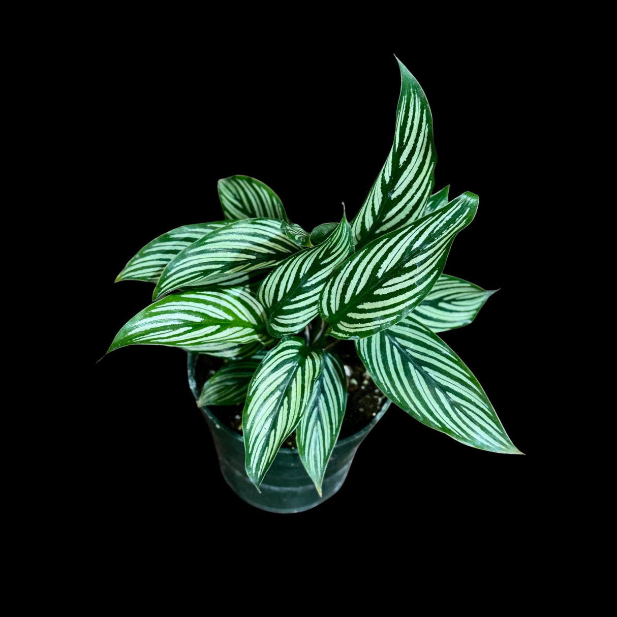 Calathea Vittata Live Plant in a Pot | White Striped Calathea | Indoor Easy Beginner Plant | Pet Friendly Plants | Gift Plants