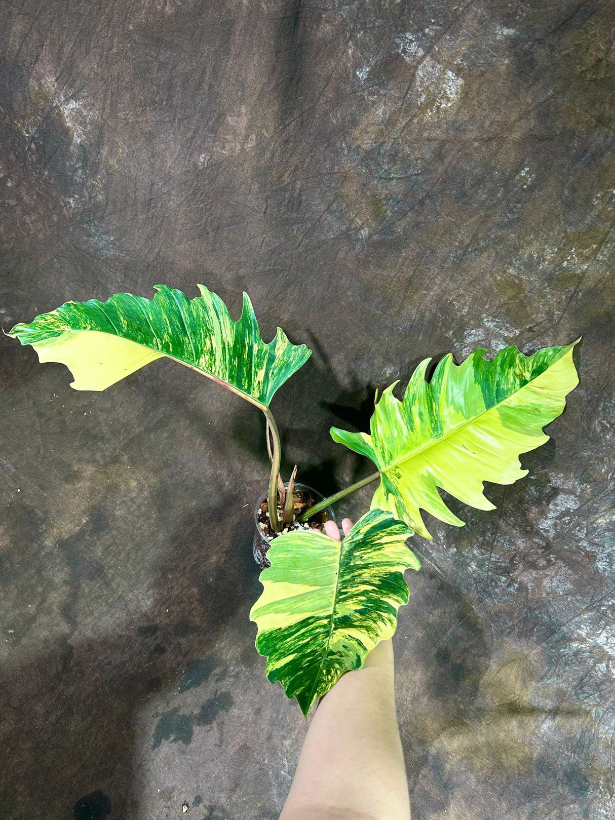 uper Rare Variegated Philodendron Caramel Marble in a Nursery Pot - Easy Care Indoor Plant - Rare Collector Plant | Exact Same Plant