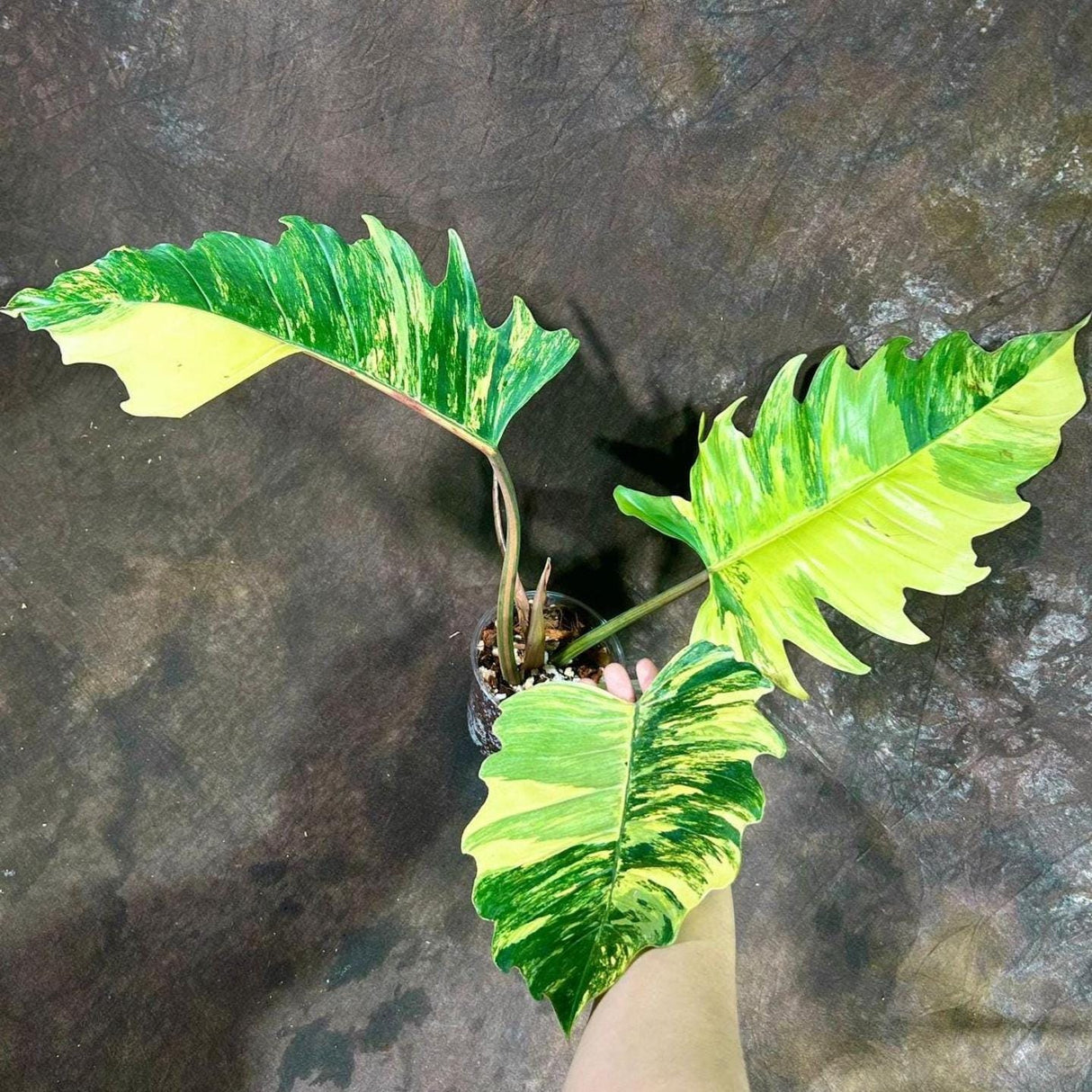 uper Rare Variegated Philodendron Caramel Marble in a Nursery Pot - Easy Care Indoor Plant - Rare Collector Plant | Exact Same Plant