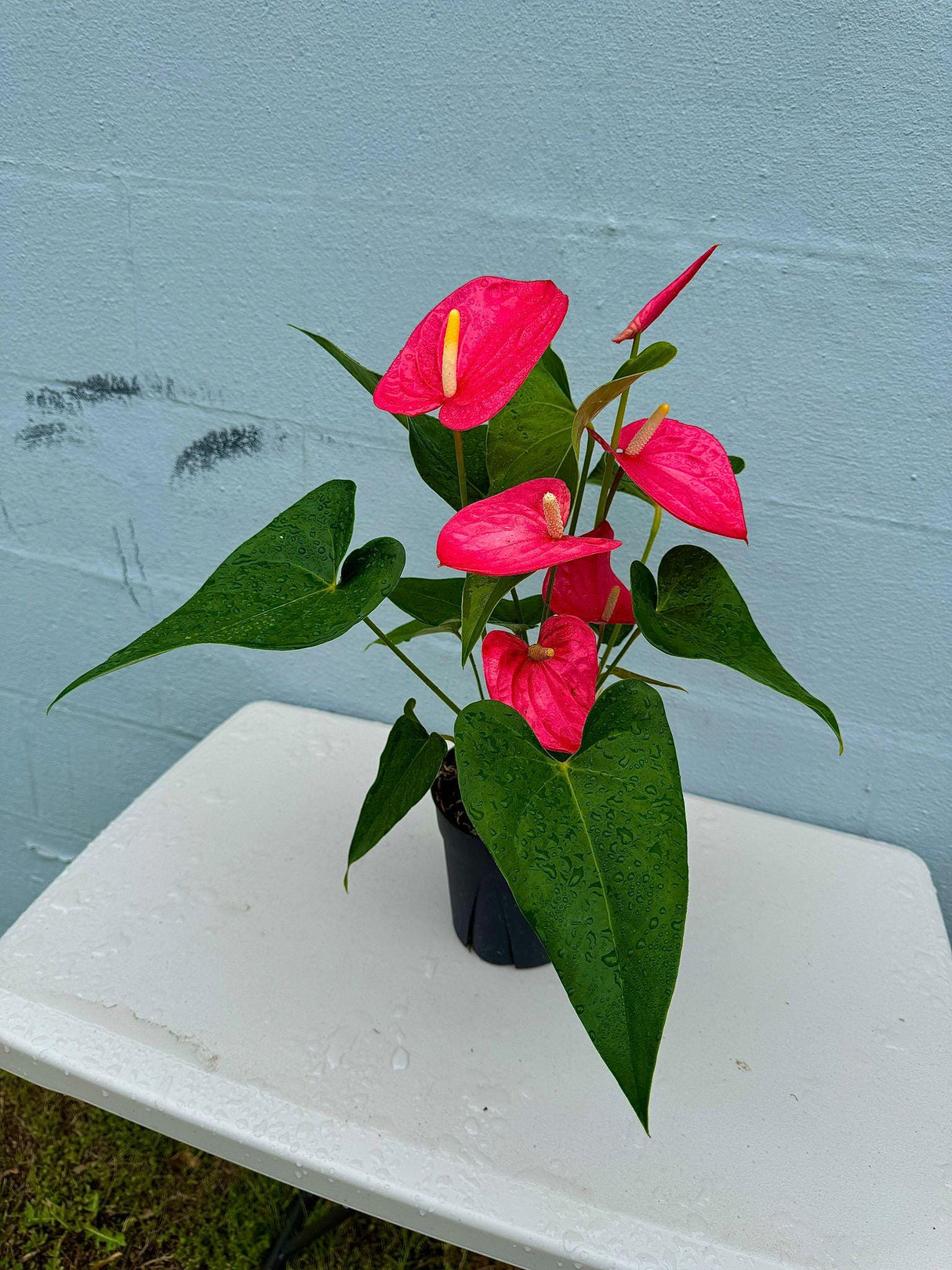 Anthurium Flowering Plant - Pink Anthurium in 6" Grow Pot - Easy Care Hardy Houseplant - Low Light Live Flower Plant with Blooming Flowers