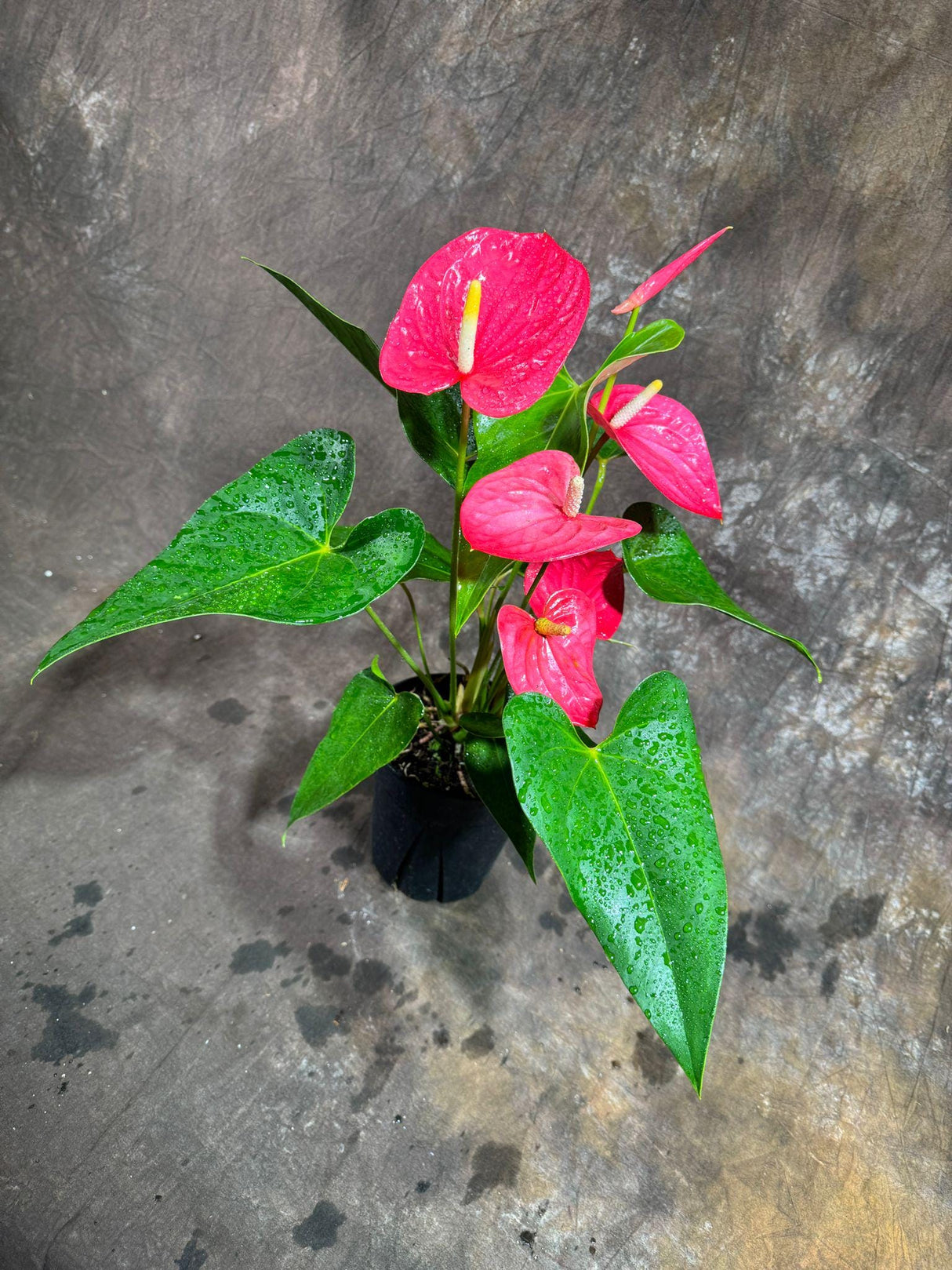 Anthurium Flowering Plant - Pink Anthurium in 6" Grow Pot - Easy Care Hardy Houseplant - Low Light Live Flower Plant with Blooming Flowers