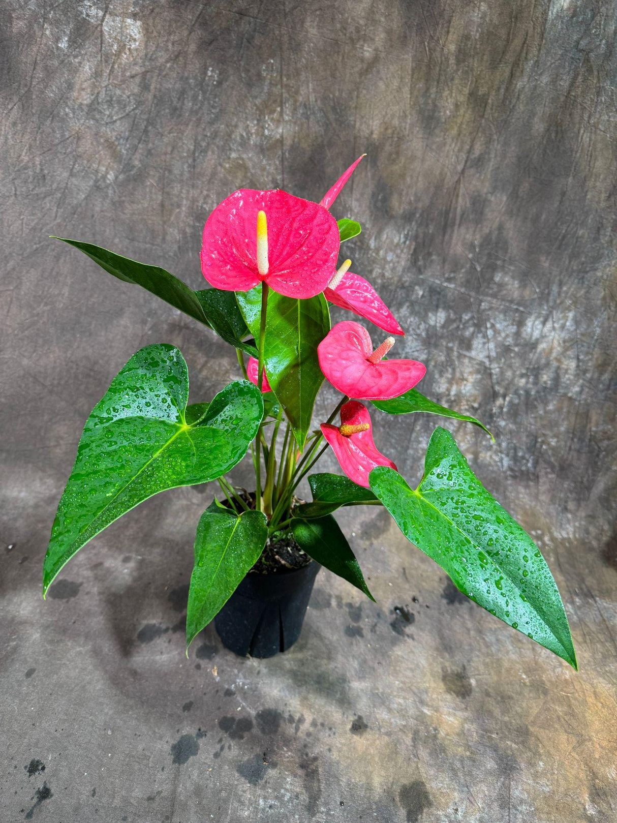 Anthurium Flowering Plant - Pink Anthurium in 6" Grow Pot - Easy Care Hardy Houseplant - Low Light Live Flower Plant with Blooming Flowers