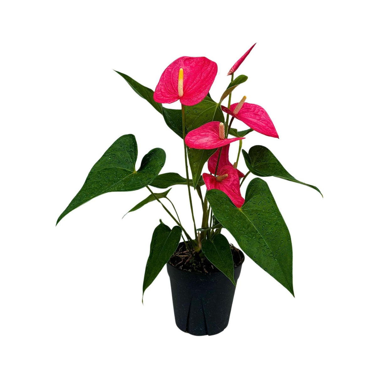 Pink Anthurium Flowering Plant 4" Grow Pot - Easy Care Hardy Houseplant - Low Light Live Flower Plant with Blooming Flowers For Gift