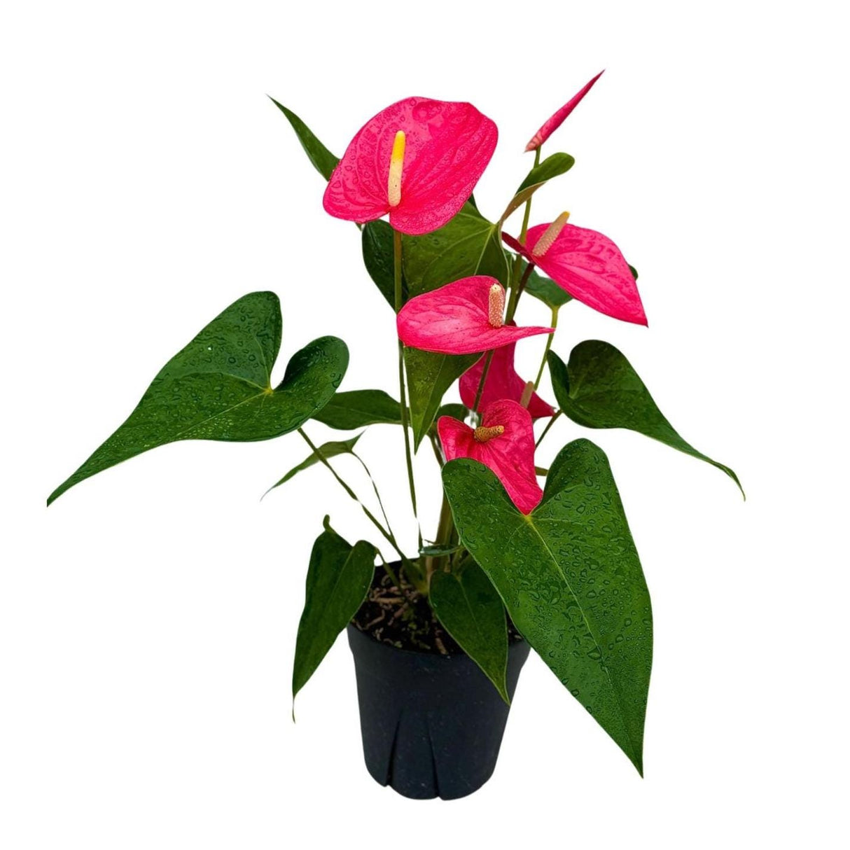 Pink Anthurium Flowering Plant 4" Grow Pot - Easy Care Hardy Houseplant - Low Light Live Flower Plant with Blooming Flowers For Gift