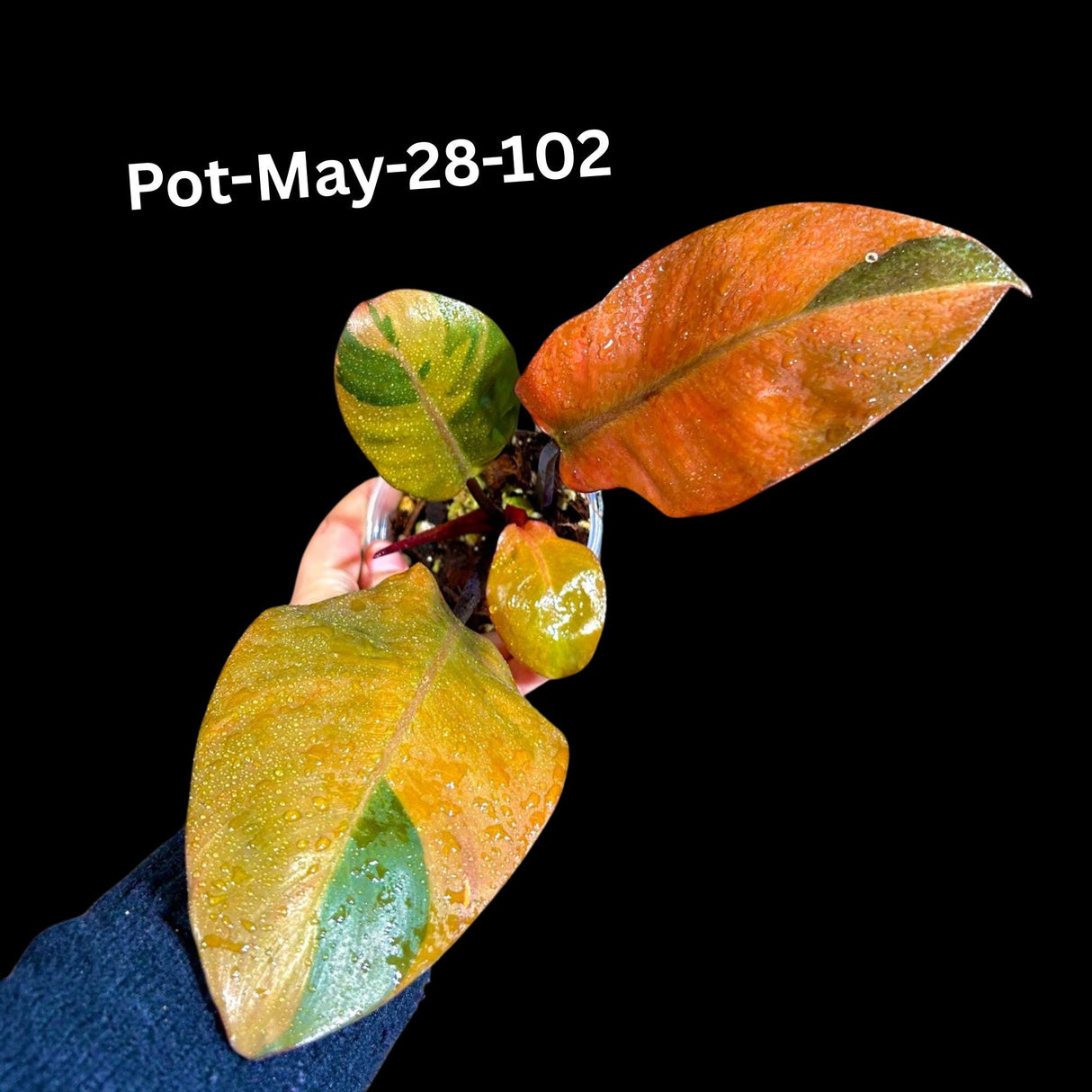 Variegated Black Cardinal Philodendron - Extremely RARE - Collector Plant - Same Plant - US Seller - EXACT Same Pot