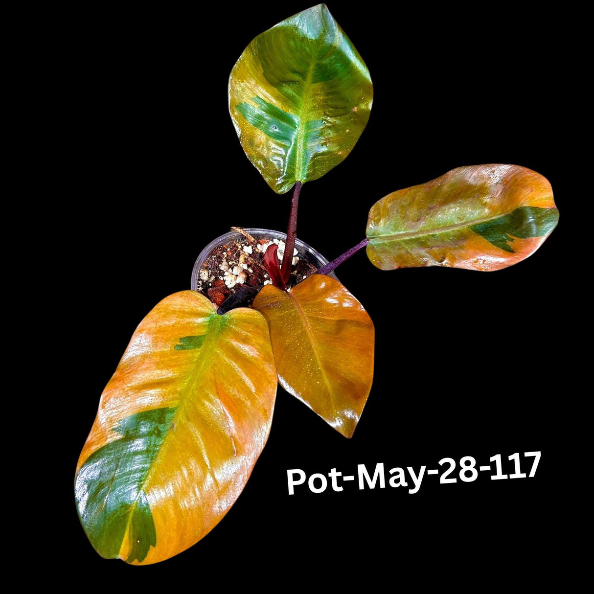 Variegated Black Cardinal Philodendron - Extremely RARE - Collector Plant - Same Plant - US Seller - EXACT Same Pot