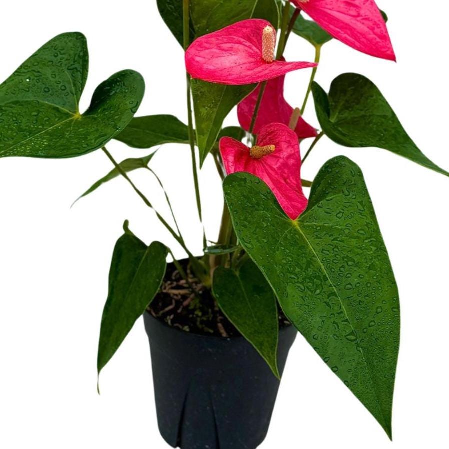 Pink Anthurium Flowering Plant 4" Grow Pot - Easy Care Hardy Houseplant - Low Light Live Flower Plant with Blooming Flowers For Gift