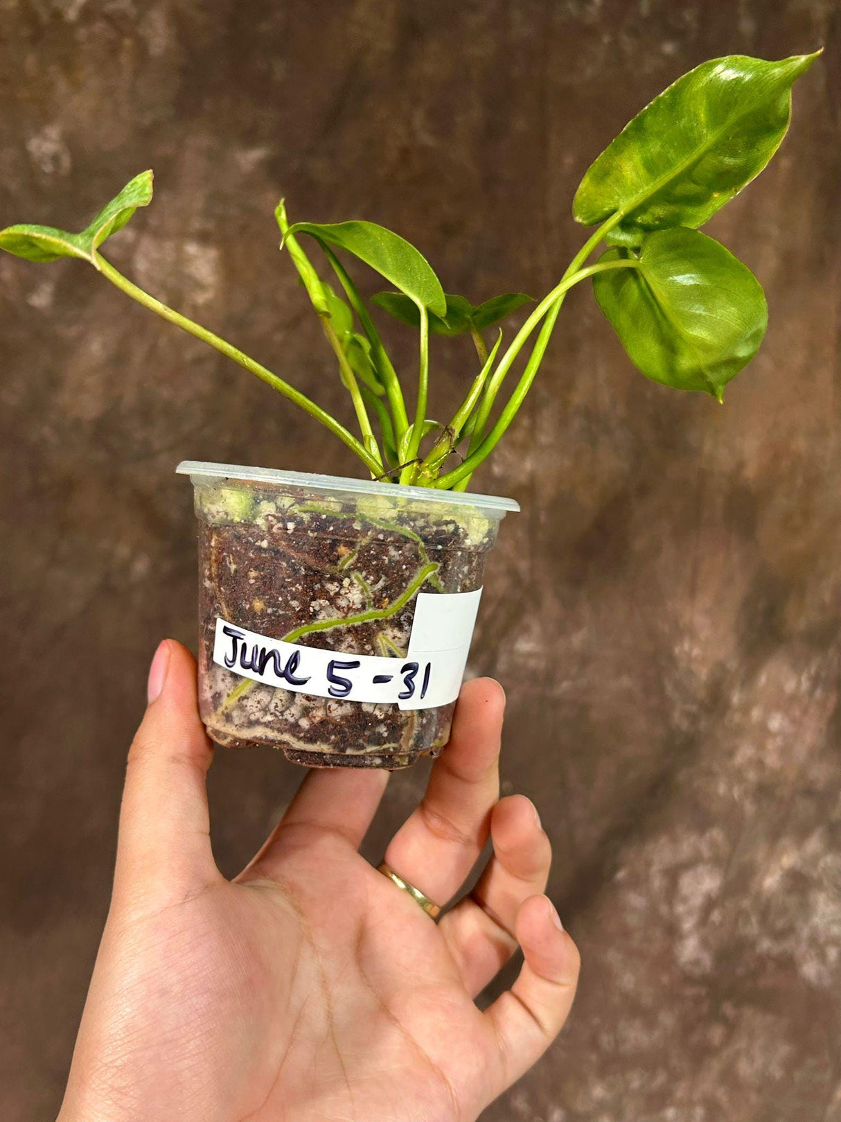 Philodendron Burle Marx in 3" Grow Pot - Indoor & Outdoor Live Tropical Houseplant - Climbing Plant - Gift for Mom - Office Plant