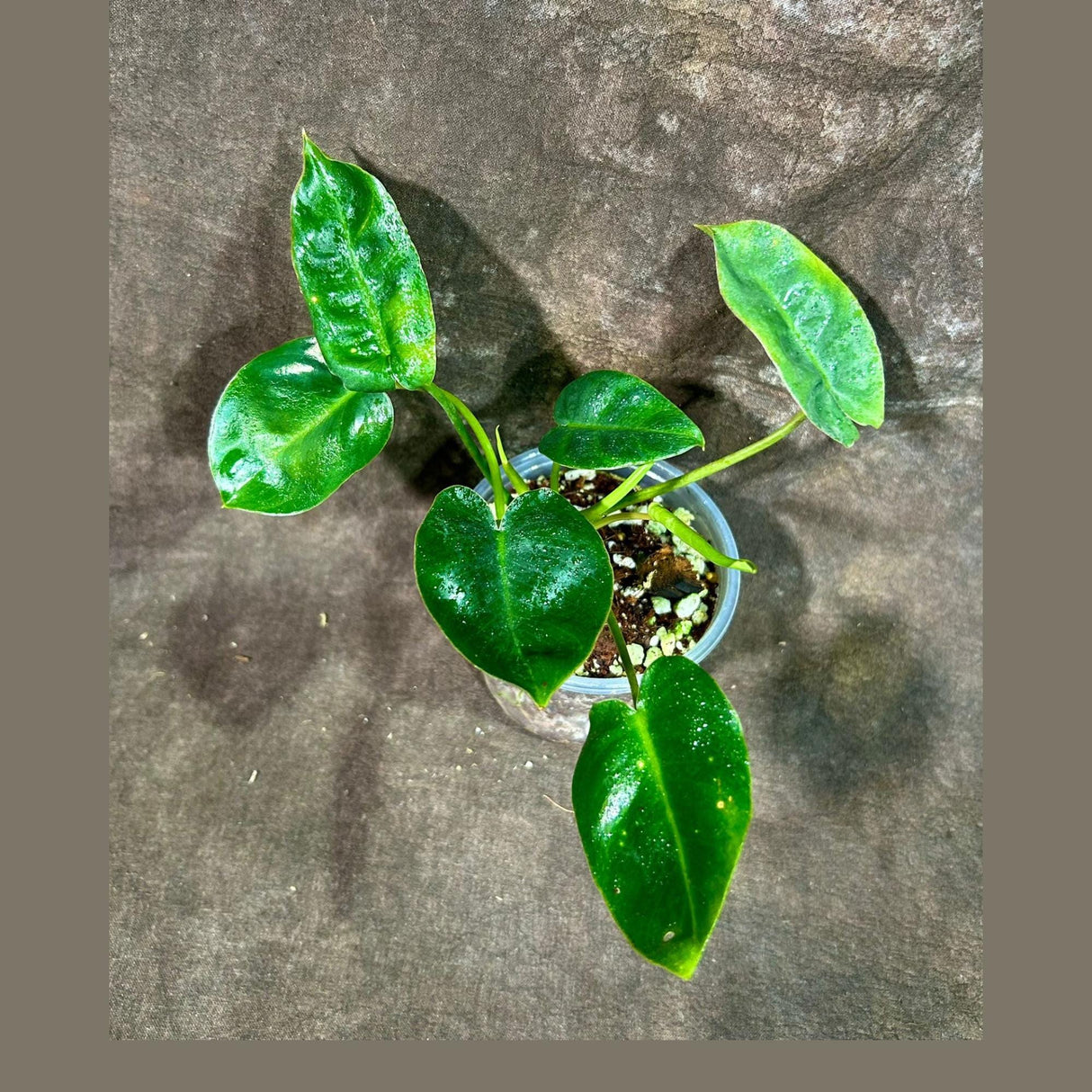 Philodendron Burle Marx in 3" Grow Pot - Indoor & Outdoor Live Tropical Houseplant - Climbing Plant - Gift for Mom - Office Plant
