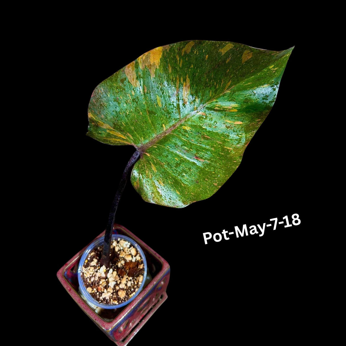 Philodendron Orange Princess Variegated - Rare Aroid Live Plant - Orange Princess Marble - Gift Plant - Exact Same Plant - US Seller