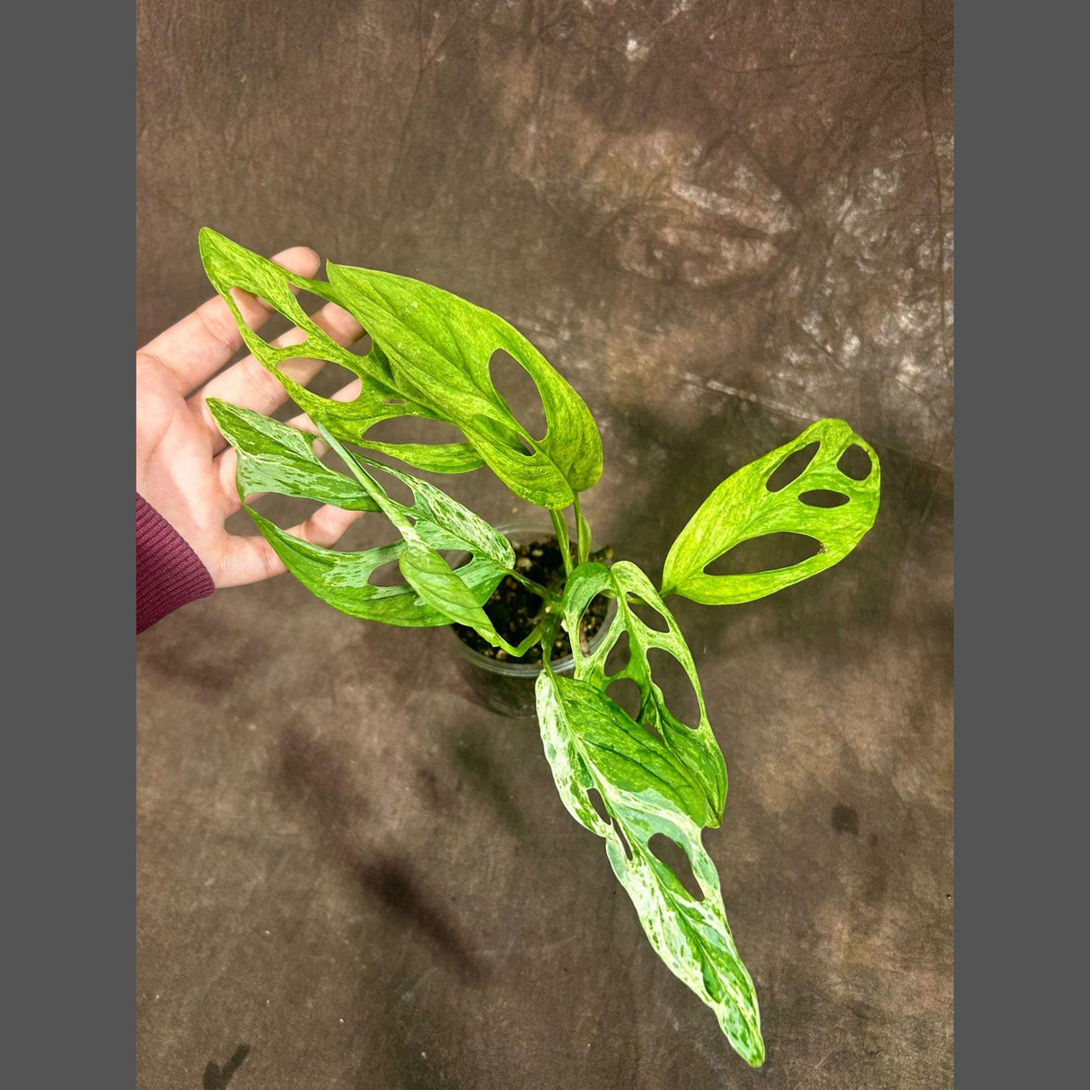 Variegated Monstera Adansonii Indonesian Mint - Rare Monstera Adansonii Mint - Variegated Adansonii Plant - Exact Same Plant - US SELLER