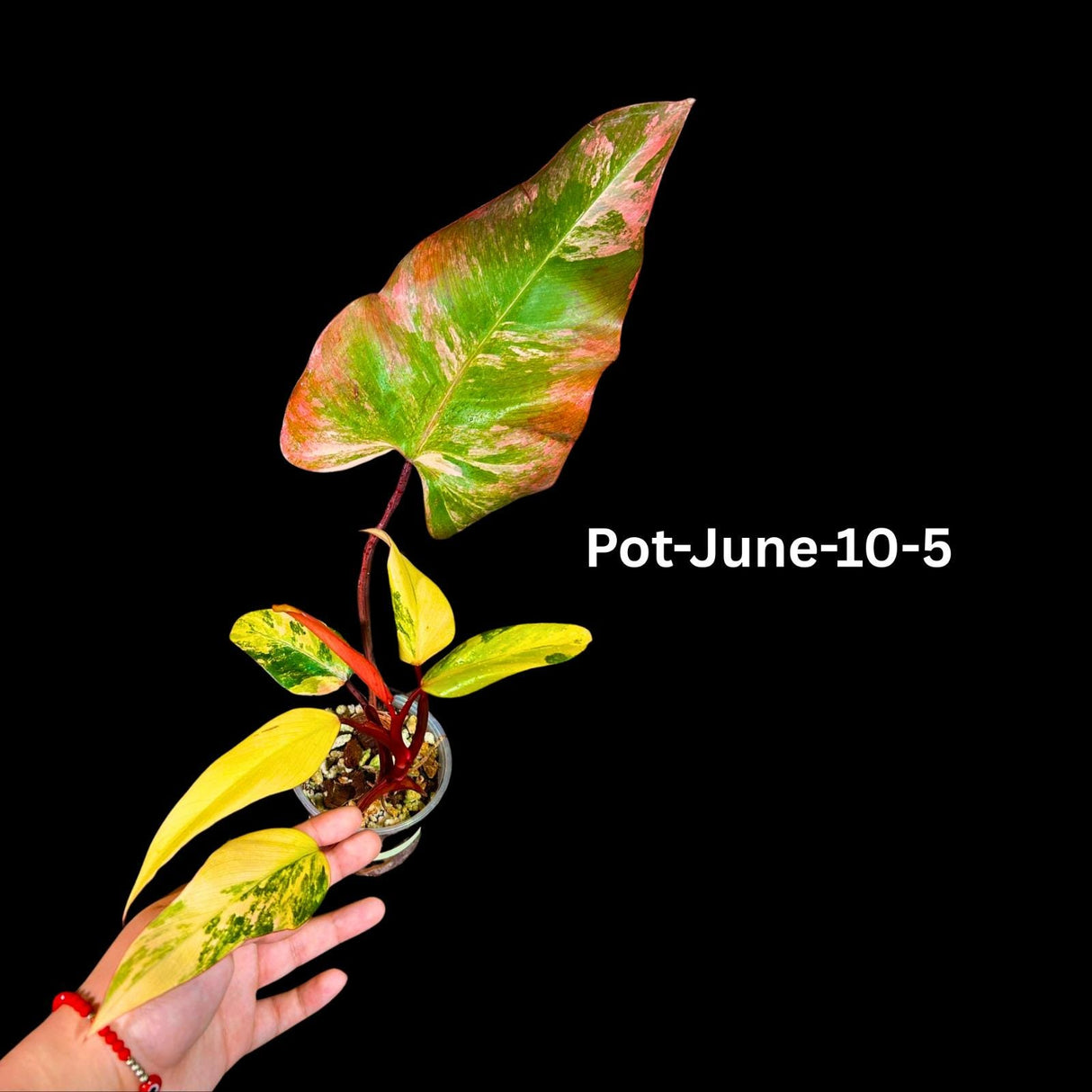 Variegated Philodendron Strawberry Shake Plant Live EXACT - Extremely Rare Strawberry Plant For Collectors - Mother's Day Gift - US Seller