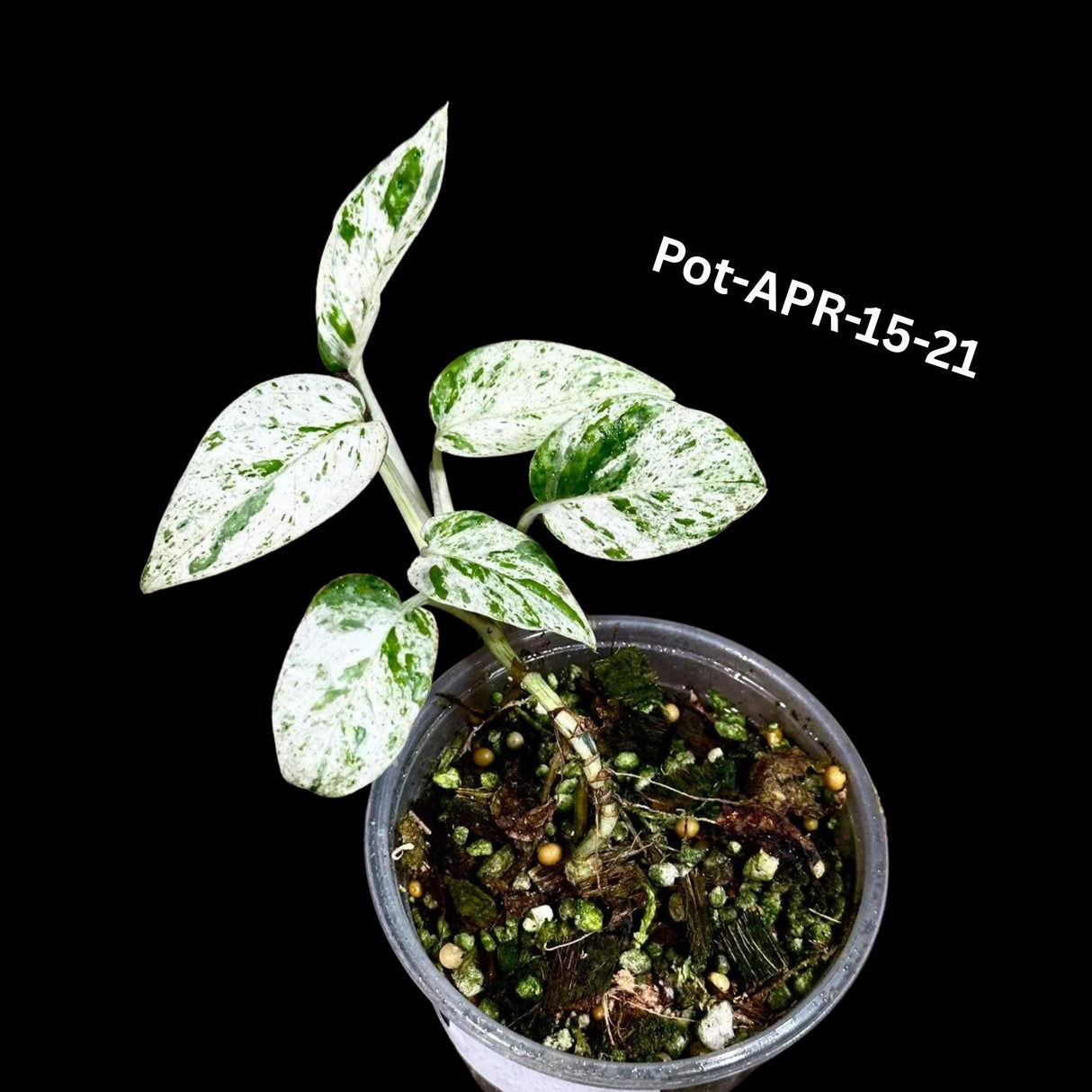 RARE Epipremnum Pinnatum Albo Variegated Plant in a Nursery Pot - Beginners Plant - Indoor Plant -SAME Plant as picture - US Seller