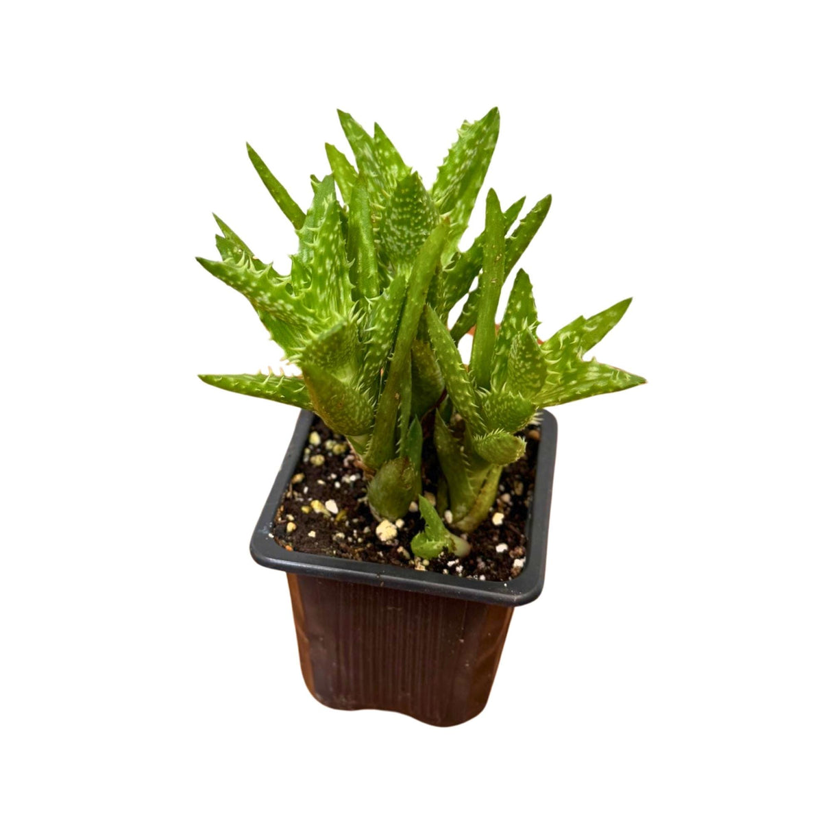 Aloe Juvenna - Tiger Tooth Aloe in 3 inch Grow Pot - Exotic Rare Succulent Cacti - Air Purifying Plant - Low Light Plant - Medicine Plant