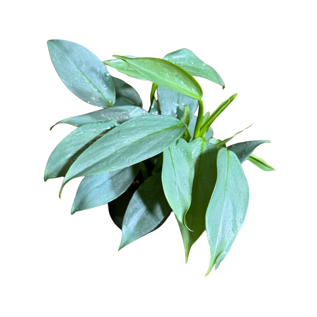Philodendron Silver Sword Variegated Plant in a 4" Grow Pot | Indoor Live Plant | Extremely Rare Collector Plant | Rare Silver Sword Plant