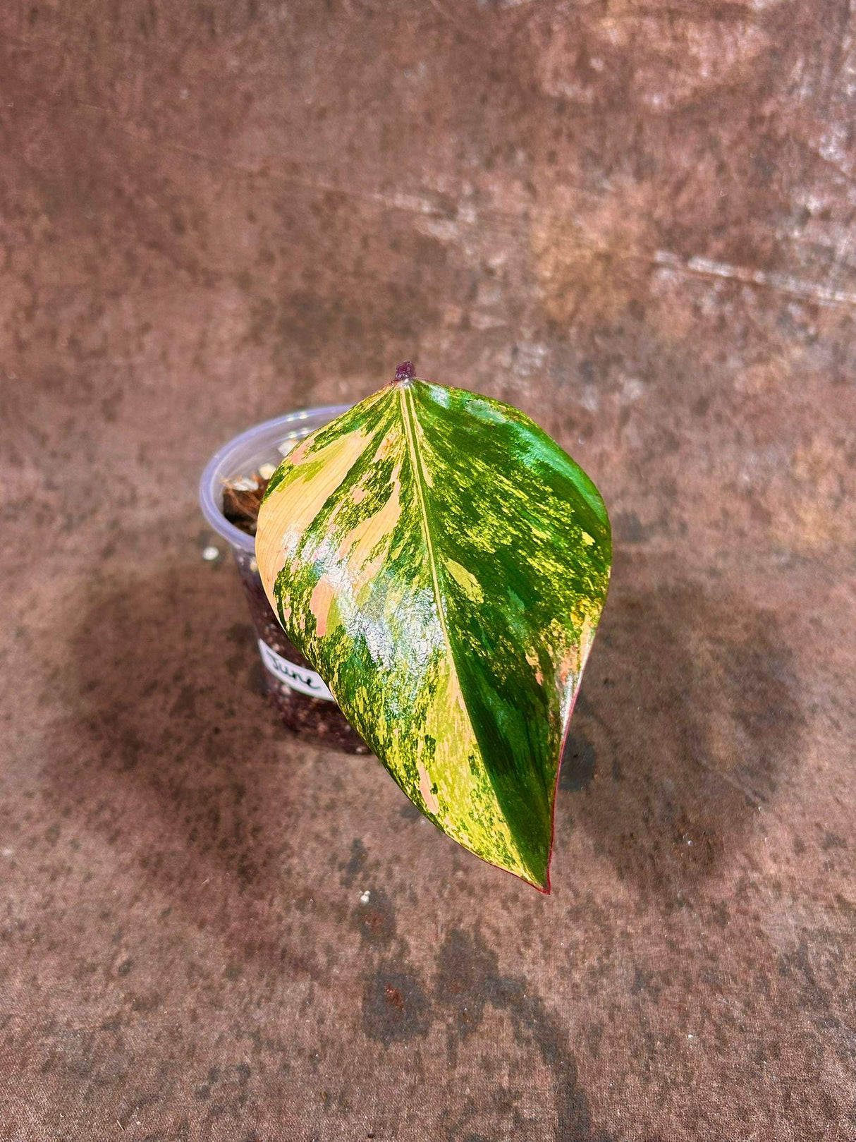 Variegated Philodendron Strawberry Shake - Rare Variegated Strawberry Collector Plant - Gift Indoor Plant - Exact Same Plant - US Seller