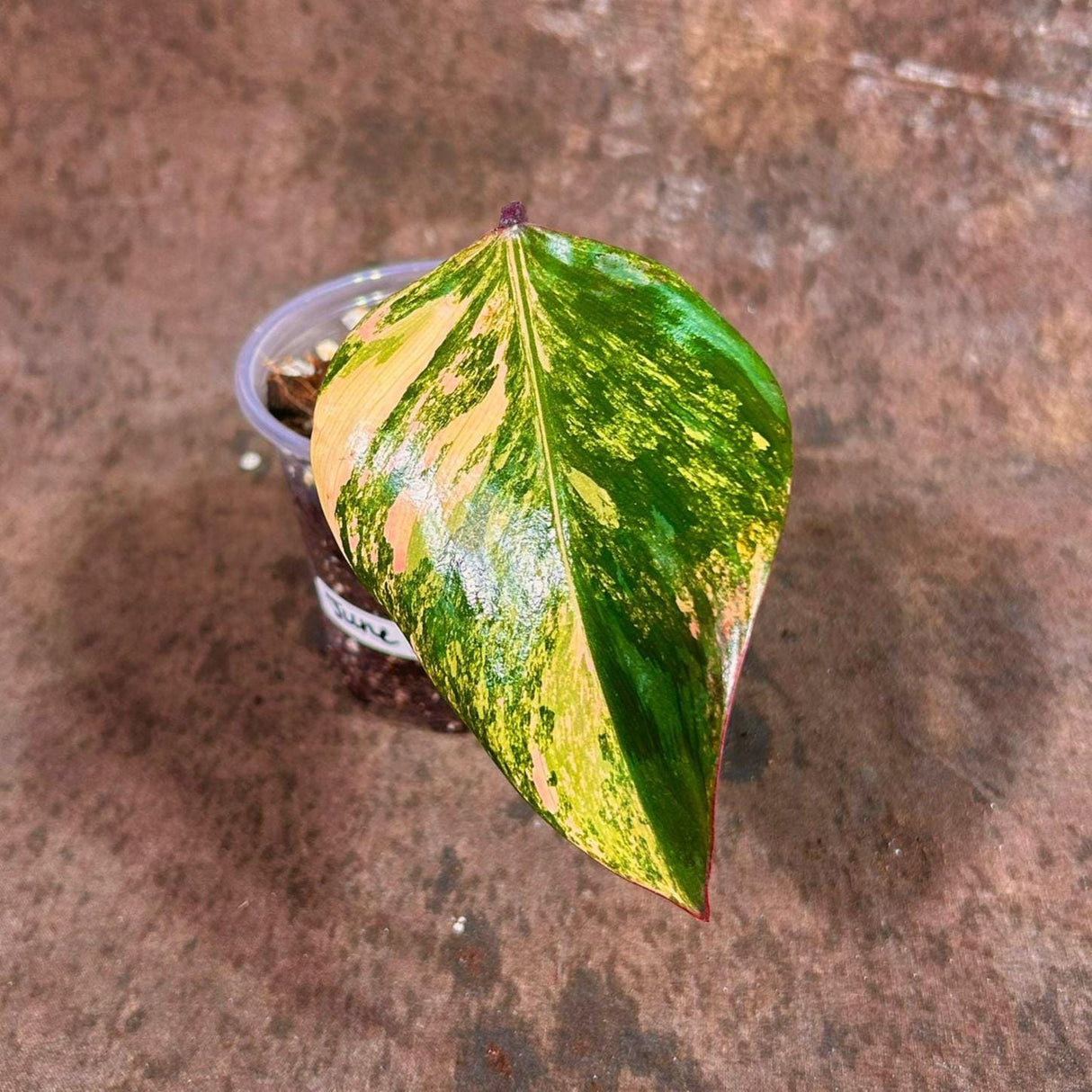 Variegated Philodendron Strawberry Shake - Rare Variegated Strawberry Collector Plant - Gift Indoor Plant - Exact Same Plant - US Seller