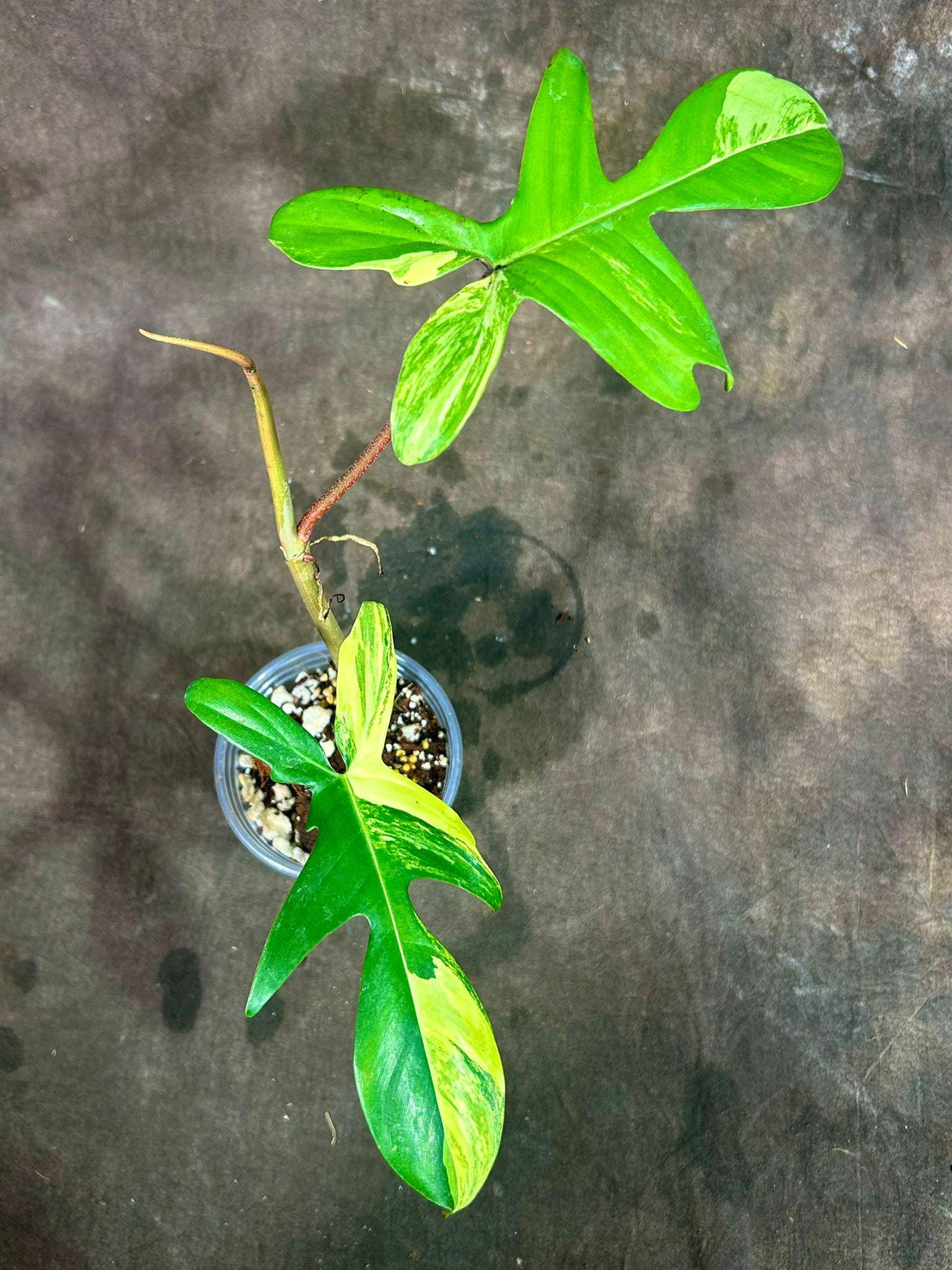 Variegated Philodendron Florida Beauty in a Nursery Pot - Extremely Rare Variegated Live Indoor Plant - Rare Collector Plant - US Seller