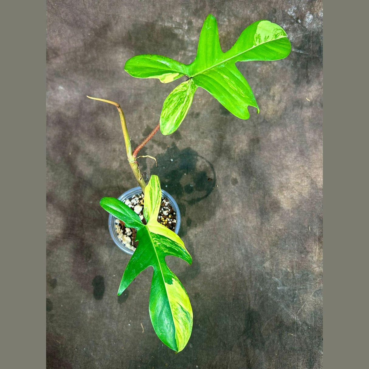 Variegated Philodendron Florida Beauty in a Nursery Pot - Extremely Rare Variegated Live Indoor Plant - Rare Collector Plant - US Seller