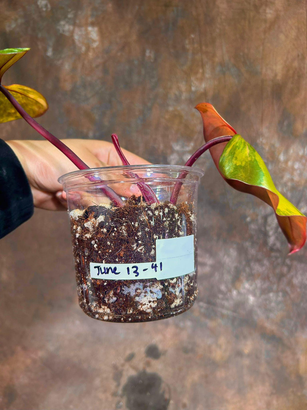 Variegated Philodendron Strawberry Shake EXACT Same Plant - Rare Variegated Strawberry Plant - Collector Plant - Gift Live Plant - US Seller