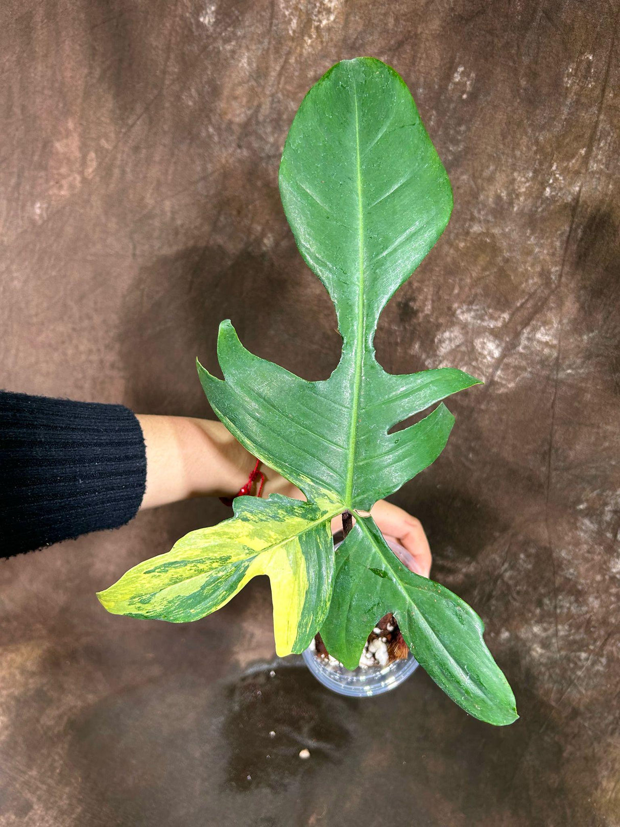 Variegated Philodendron Florida Beauty in a Nursery Pot - Extremely Rare Variegated Florida Beauty Live Indoor plant