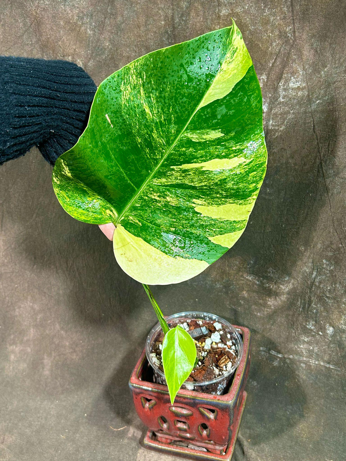 Monstera Aurea Variegated Borsigiana in a Nursery Pot - Monstera Aurea Single Leaf Plant - Monstera Marmota - Exact Same Plant - US Seller