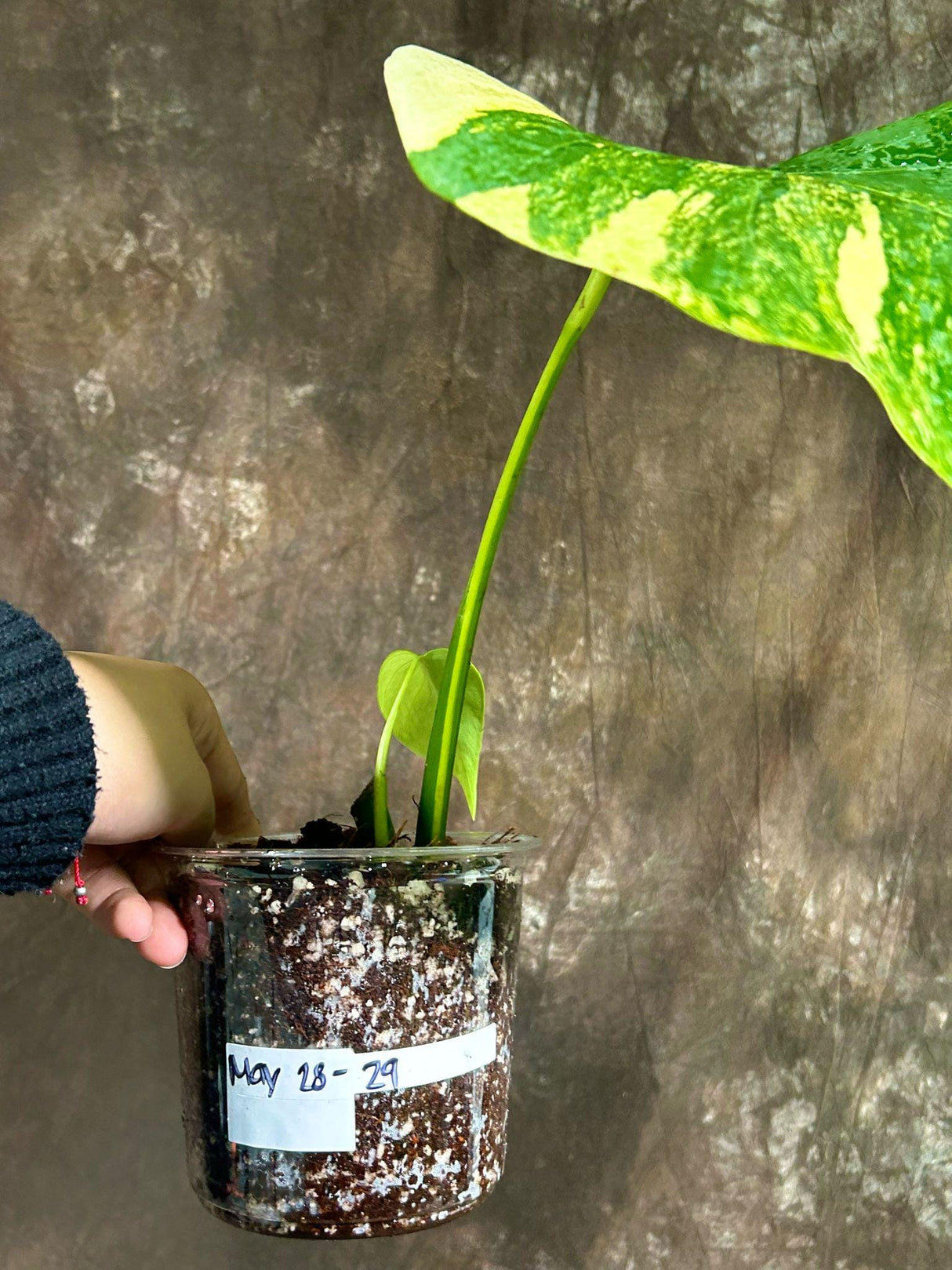 Monstera Aurea Variegated Borsigiana in a Nursery Pot - Monstera Aurea Single Leaf Plant - Monstera Marmota - Exact Same Plant - US Seller