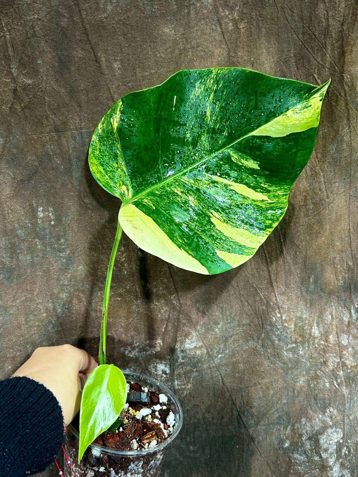 Monstera Aurea Variegated Borsigiana in a Nursery Pot - Monstera Aurea Single Leaf Plant - Monstera Marmota - Exact Same Plant - US Seller