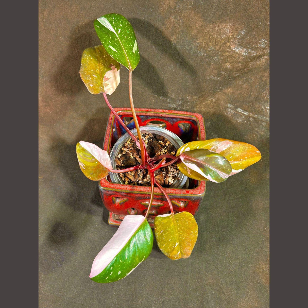 Rare Variegated Philodendron Red Anderson