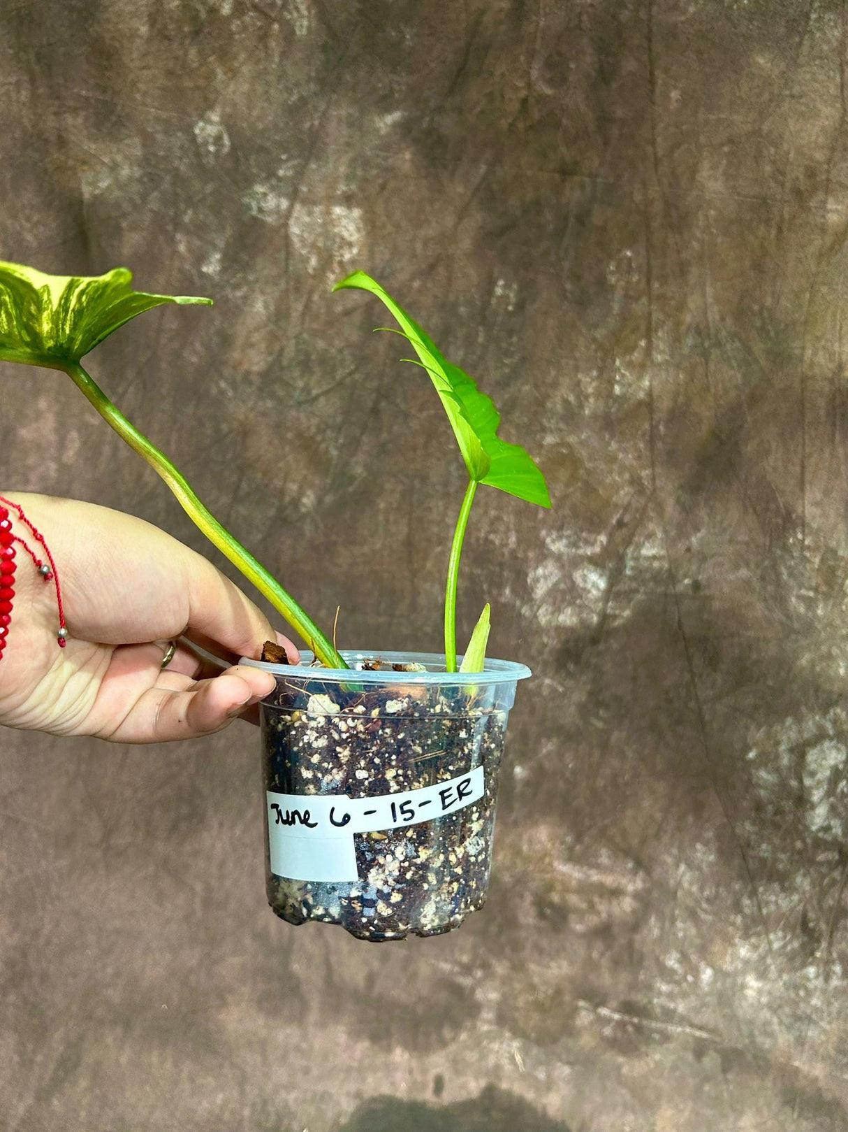 Philodendron Florida Beauty x Tortum Extremely Rare Plant Exact Pot - Cream , White Variegation Super Rare Collector EXACT Plant ER