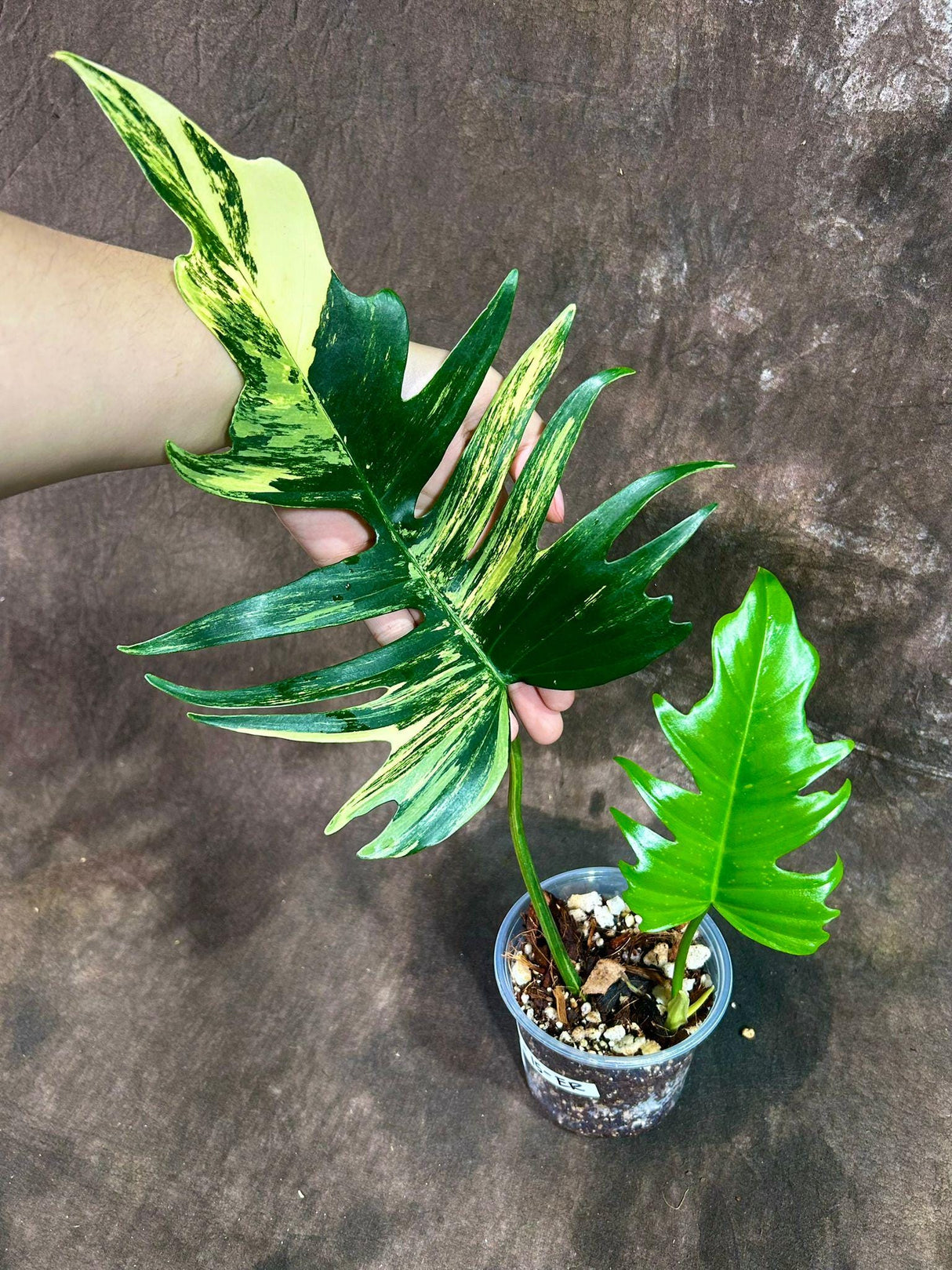 Philodendron Florida Beauty x Tortum Extremely Rare Plant Exact Pot - Cream , White Variegation Super Rare Collector EXACT Plant ER