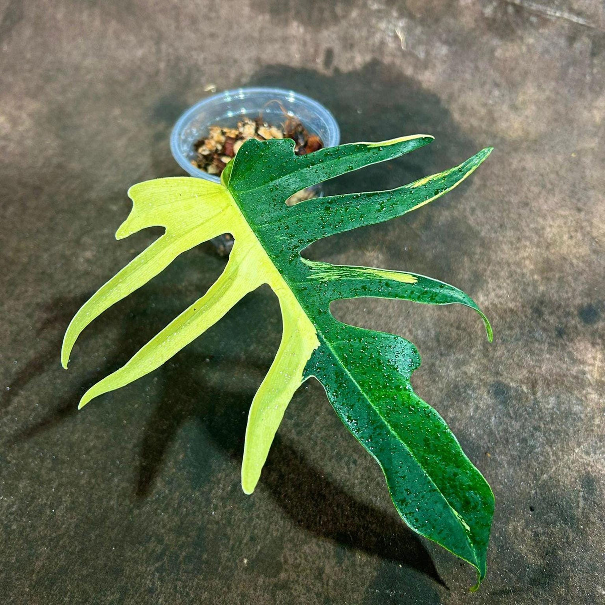 Philodendron Florida Beauty x Tortum Extremely Rare Plant Exact Pot - Cream , White Variegation Super Rare Collector EXACT Plant