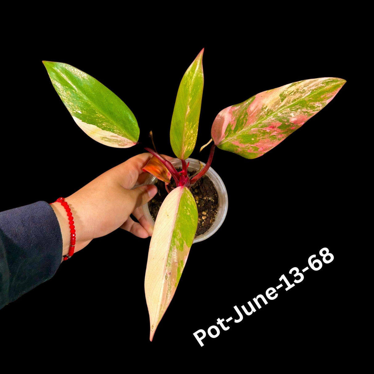 Variegated Philodendron Strawberry Shake Plant Live EXACT - Extremely Rare Strawberry Plant For Collectors - Mother's Day Gift - US Seller