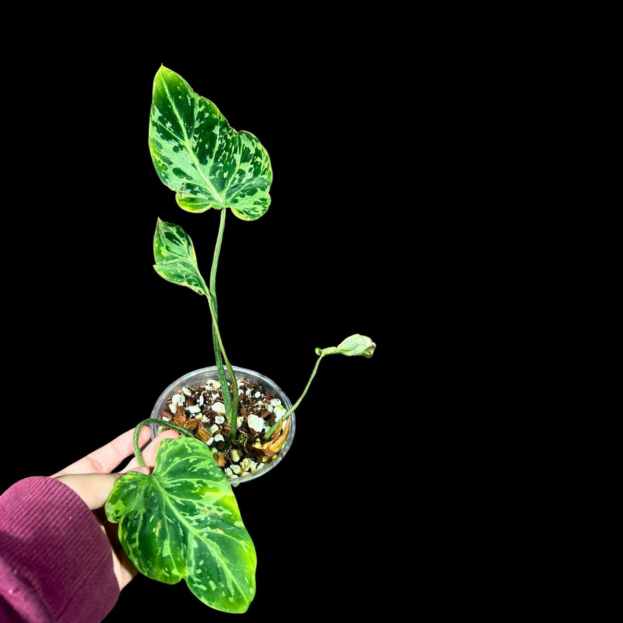 Rare Philodendron Gloriousum Variegated in a Nursery Pot - Live Tropical Houseplant - Beginners Plant - Gift Plant - US Seller