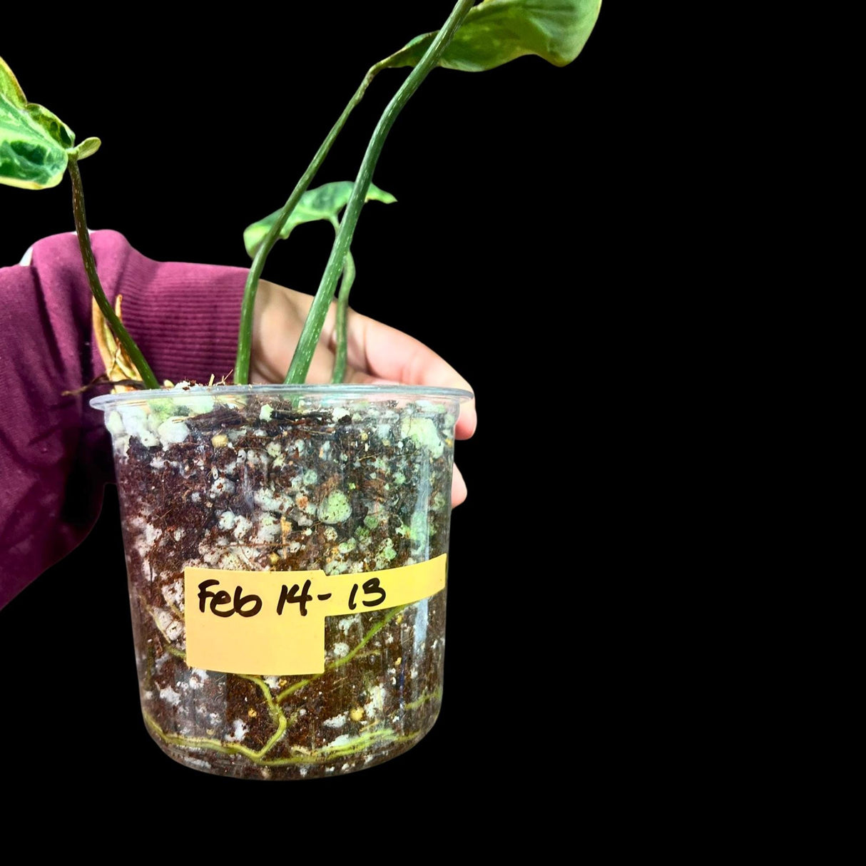 Rare Philodendron Gloriousum Variegated in a Nursery Pot - Live Tropical Houseplant - Beginners Plant - Gift Plant - US Seller