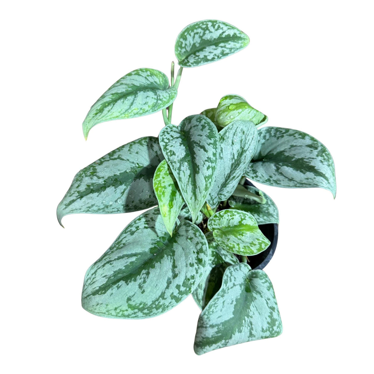 Scindapsus Silver Exotica Plant in 6" Grow Pot - Silver Satin Pothos Large Leaf Plant - Rare Vining Indoor Plant - Scindapsus Pictus Exotica