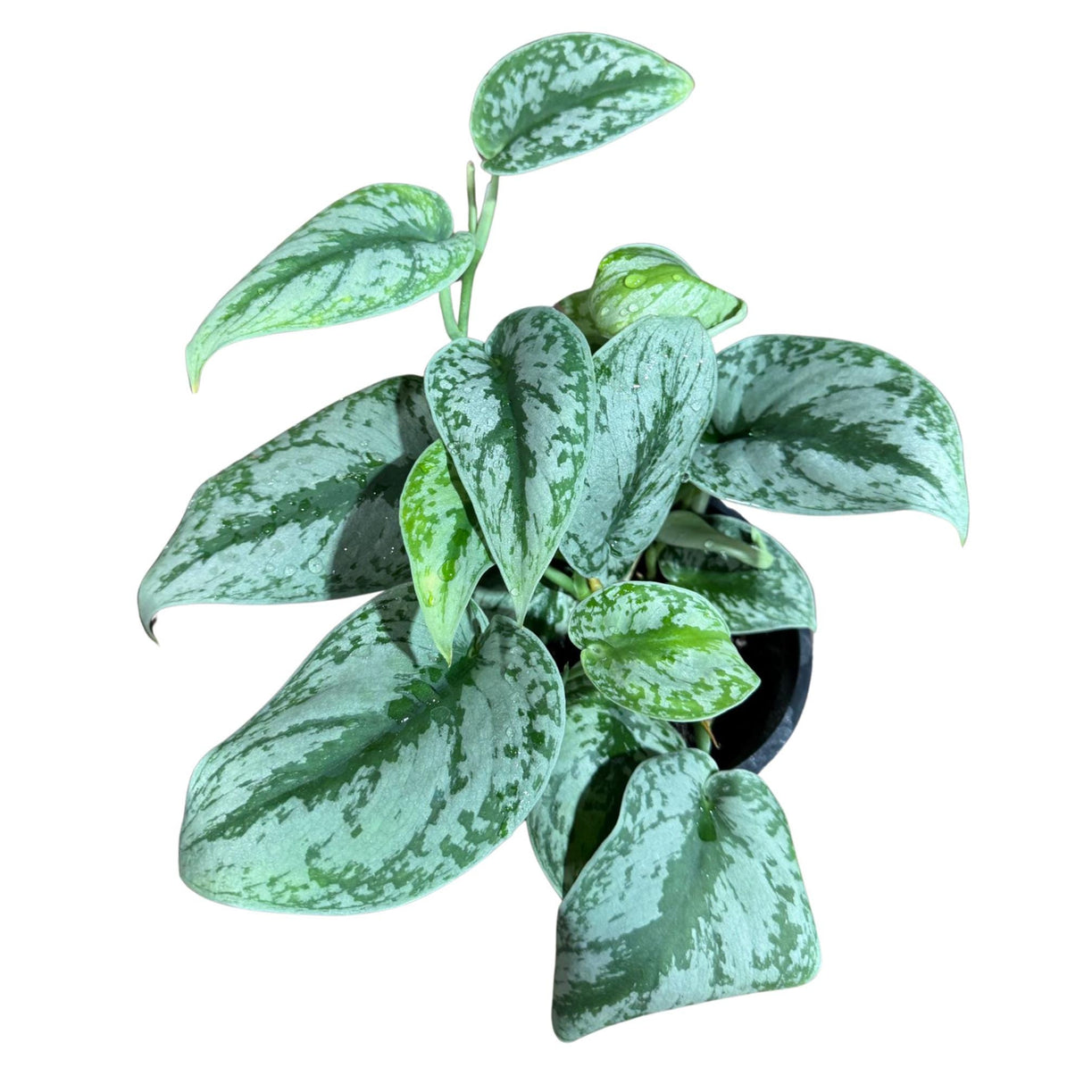 Scindapsus Silver Exotica Plant in 6" Grow Pot - Silver Satin Pothos Large Leaf Plant - Rare Vining Indoor Plant - Scindapsus Pictus Exotica