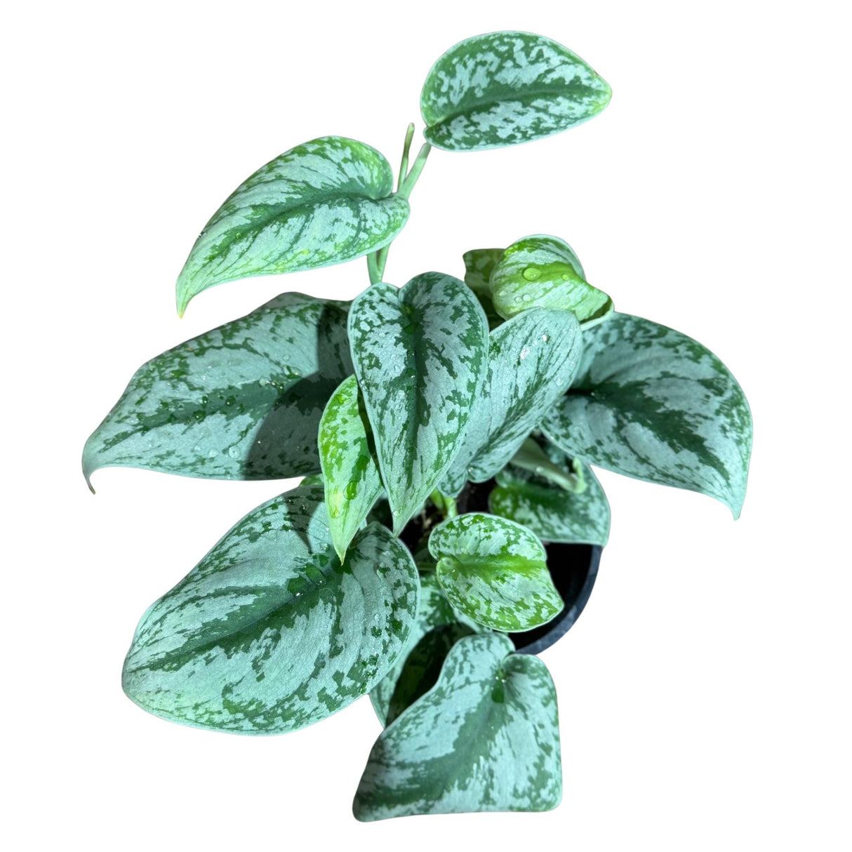 Scindapsus Silver Exotica Plant in 6" Grow Pot - Silver Satin Pothos Large Leaf Plant - Rare Vining Indoor Plant - Scindapsus Pictus Exotica