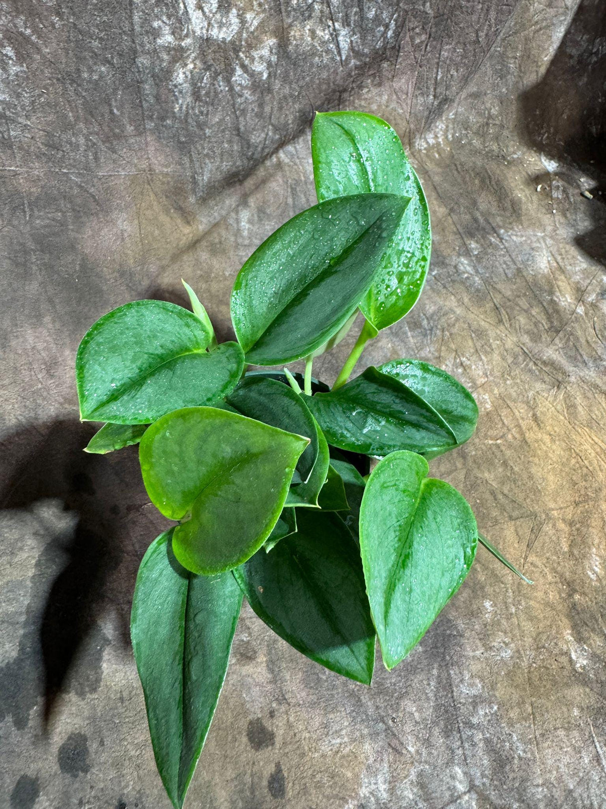 Scindapsus Treubii ‘Moonlight’ in 4" Grow Pot – Rare Silver-Green Vining Houseplant – Air Purifying Plant - Tropical Houseplant