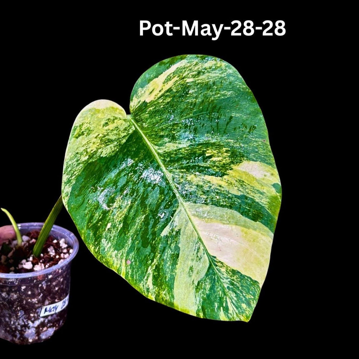 Variegated Monstera Aurea Borsigiana in a Nursery Pot - Monstera Aurea Variegata - Monstera Marmota - SAME PLANT as images