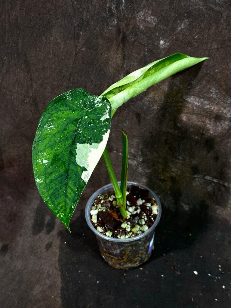 Variegated Syngonium Chiapense Plant in a Nursery Pot - Variegated Syngonium Chiapense - Chiapense Variegated - SAME Plant - US SELLER