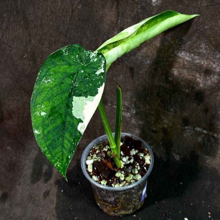 Variegated Syngonium Chiapense Plant in a Nursery Pot - Variegated Syngonium Chiapense - Chiapense Variegated - SAME Plant - US SELLER