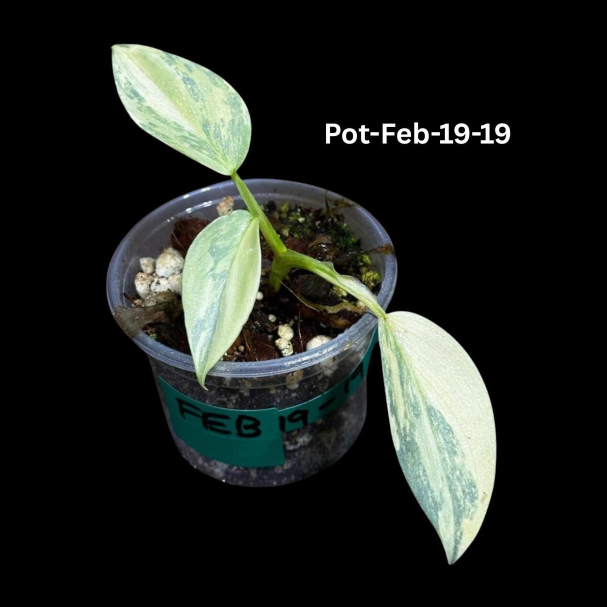 Philodendron Silver Sword Variegated Plant in a Nursery Pot | Live Indoor Plant | Rare Collector Plant | Exact Same Plant - Us Seller