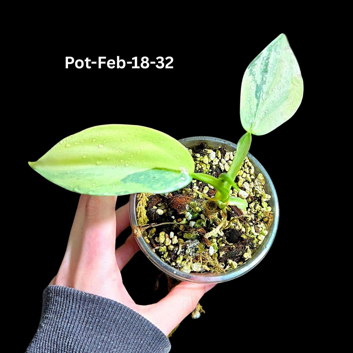 Philodendron Silver Sword Variegated Plant in a Nursery Pot | Live Indoor Plant | Rare Collector Plant | Exact Same Plant - Us Seller