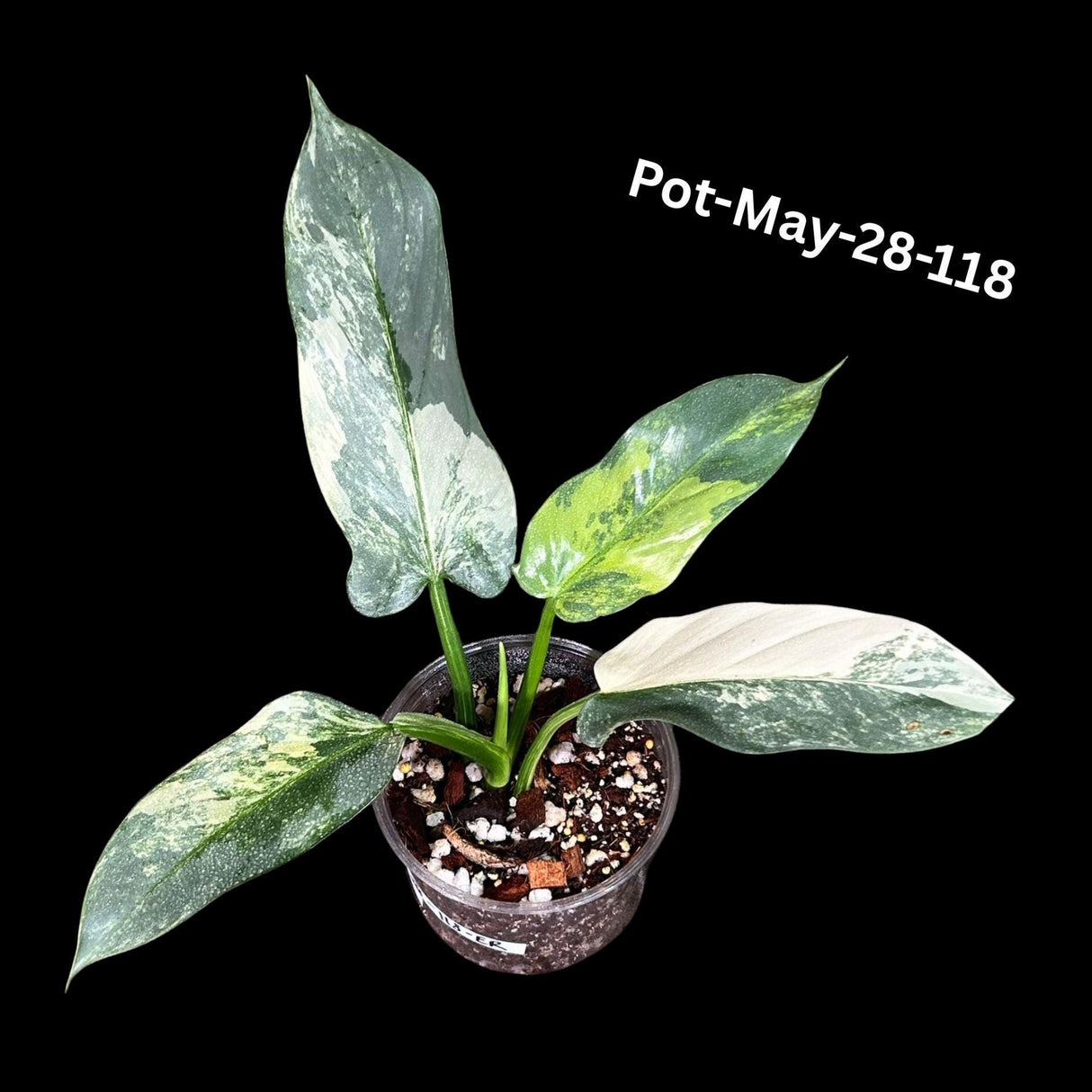 Philodendron Silver Sword Variegated Plant in a Nursery Pot | Live Indoor Plant | Rare Collector Plant | Exact Same Plant - Us Seller