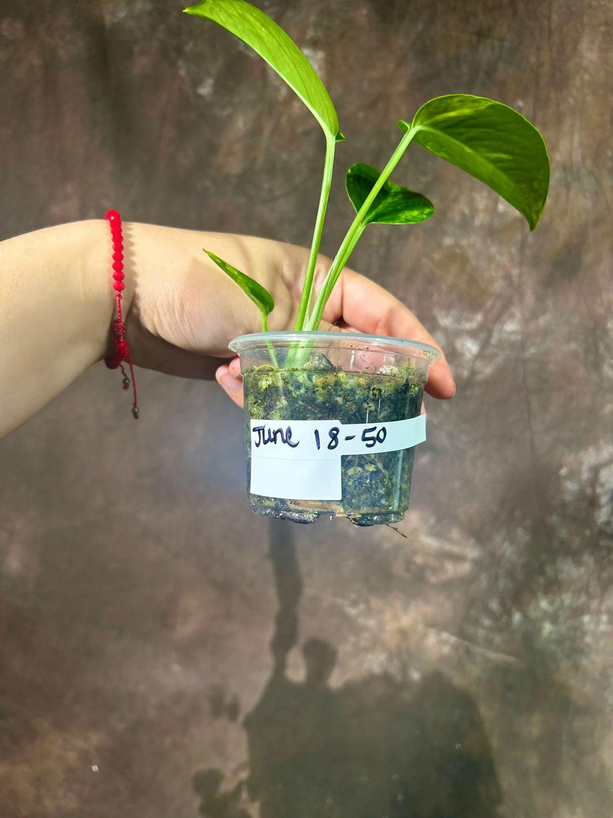 RARE Variegated 'Golden Flame' Epipremnum Pinnatum in a Nursery Pot - Variegated Indoor Plant - SAME Pot as picture - US Seller