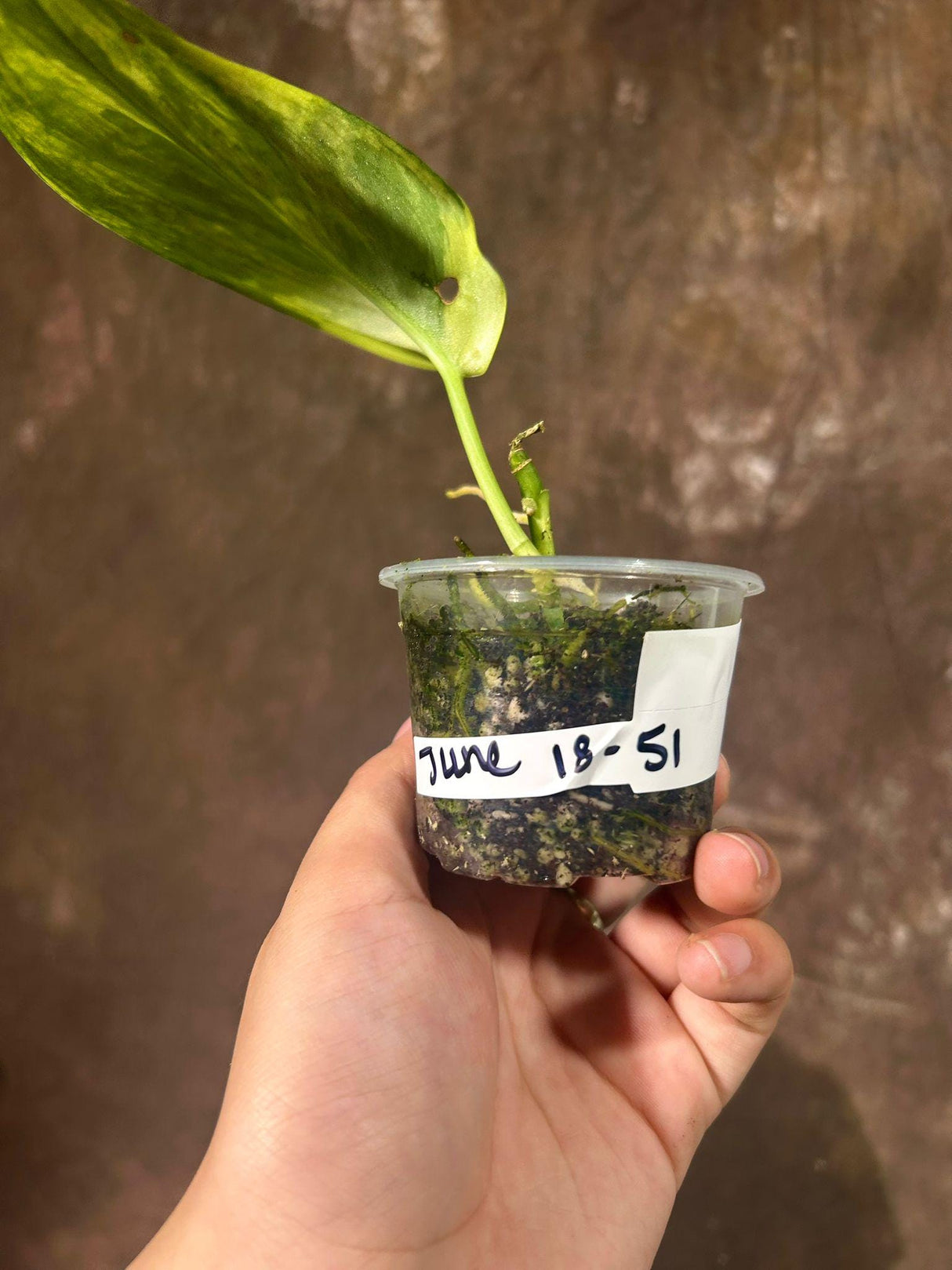 Variegated Scindapsus Pictus Jade Satin EXACT Same Plant - Rare Collector Plant - Live Plant - Beginners Plant - US Seller