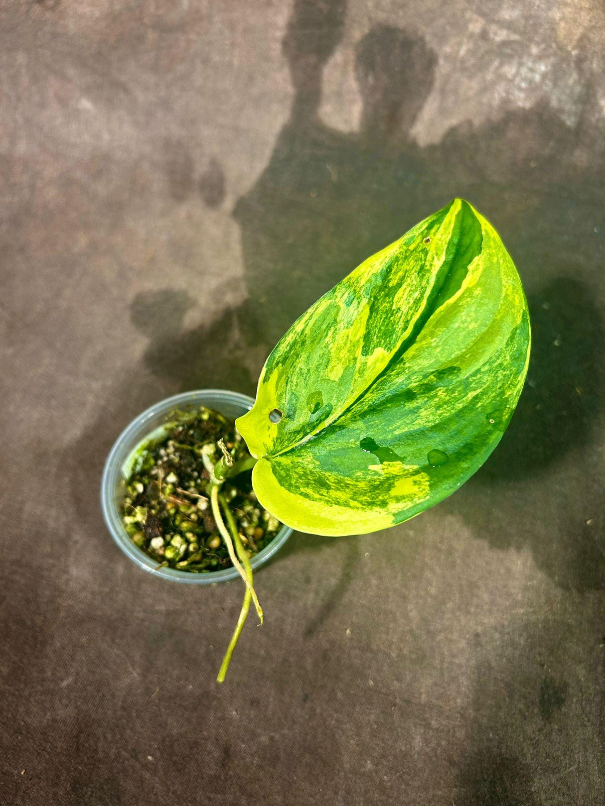 Variegated Scindapsus Pictus Jade Satin EXACT Same Plant - Rare Collector Plant - Live Plant - Beginners Plant - US Seller