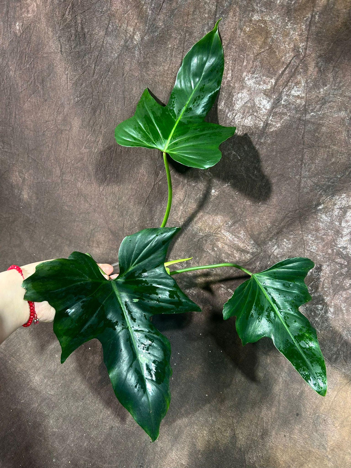 Reverted Golden Dragon Plant in a Nursery Pot- Philodendron Rare Collector Plant - Live Indoor Plant - EXACT Same plant - US Seller